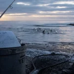 Peche du bar au leurre depuis le bord : canne et leurres sur sable humide