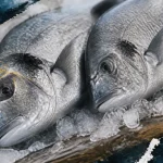 Dorade grise ou royale : tache dorée visible entre les yeux