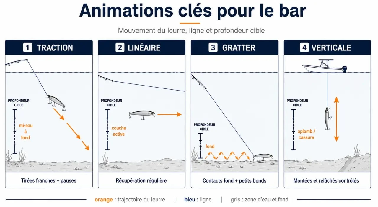Meilleur leurre pour bar : schéma des animations traction, linéaire, gratter et verticale